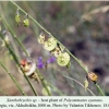 polyommatus cyaneus akhaltsikhe host plant 2